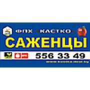 Логотип компании ФПХ «КАСТКО» (Смолевичи)