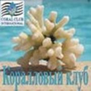 Логотип компании Коралловый клуб (Алматы)