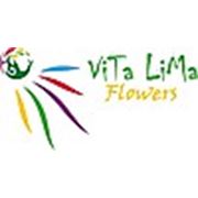 Логотип компании Интернет - магазин ViTaLiMa.flowers (Алматы)