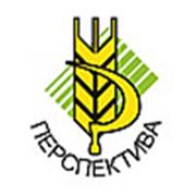 Логотип компании ООО “Перспектива“ (Доброполье)