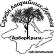 Логотип компании Служба Аварийных Деревьев “АрборКрым“ (Симферополь)