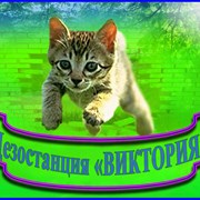 Логотип компании Дезостанция «ВИКТОРИЯ» (Алматы)