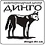 Логотип компании Ветеринарная клиника Динго (Донецк)