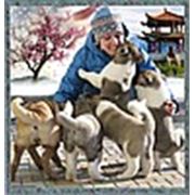 Логотип компании Питомник собак “Fire Amaterasu“ породы Шар-пей и Американская акита, КСУ св-во № 416/12 (Днепр)