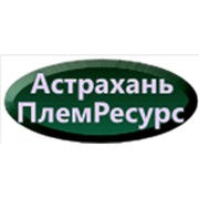 Логотип компании АстраханьПлемРесурс, ООО (Харабали)