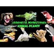 Логотип компании «Планета животных» (Киев)