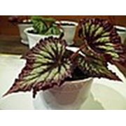 Логотип компании Бегония королевская.Украина. (Одесса)