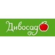 Дивосад Артемовский Питомник Интернет Магазин