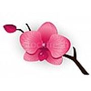 Логотип компании Частный косметологический кабинет “Орхидея“ (Севастополь)