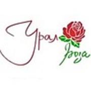Логотип компании Интернет магазин «Урал Роза» (Екатеринбург)