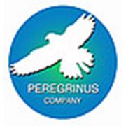 Логотип компании ООО “ПерегринусКомпани“ (Брест)