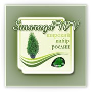 Логотип компании Смарагд НВ, Компания (Нововолынск)