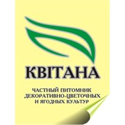 Логотип компании Квитана, ЧП (Верхнеднепровск)