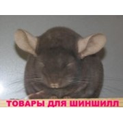 Логотип компании Лучшие товары для шиншилл, ООО (Киев)