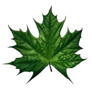 Логотип компании Зелёный Клён, ООО (Санкт-Петербург)