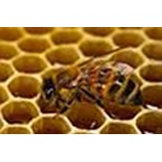 Логотип компании “Кубанские пчелы“ (Сочи)
