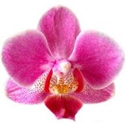 Логотип компании Орхидея-Сумы, ЧП (Сумы)