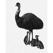Логотип компании Хозяйство по разведению страусов Эму, ЧП (Мерефа)