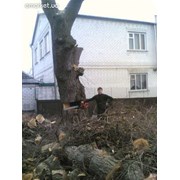 Логотип компании Спил деревьев и веток в г. Харьков (Харьков)