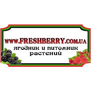 Логотип компании свежаяягода.com.ua (Киев)