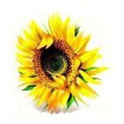Логотип компании Солнечные семена, ООО (Боровляны)