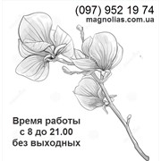 Логотип компании Саженцы декоративных растений Magnolias (Киев)