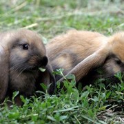 Кролики породы немецкий баран фото
