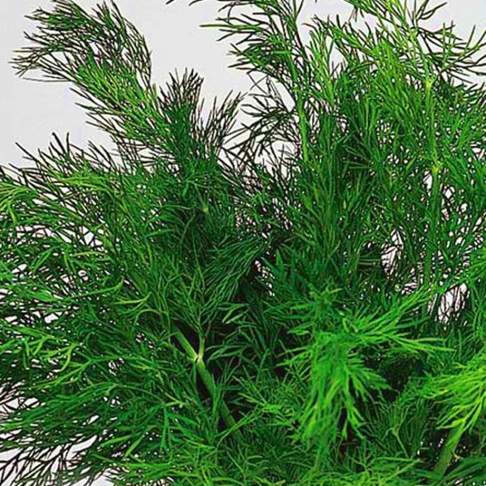 Укроп 1кг. Укроп сушеный 1кг. Укроп 1кг. Укроп зеленый сушеный. Укроп лесногородский.