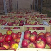 Яблоки оптом  30-70 мм от производителя от 250 тен фото