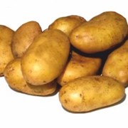 Семенной картофель из Беларуси. Картофель Уладар фото