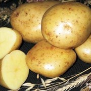 Семенной картофель Сатина 2рс фотография