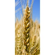 Семена озимой пшеницы Шестопаловка 