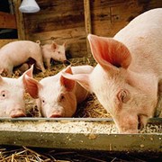 Комбикорм-концентрат для свиней (откорм, отъёмыши) фотография
