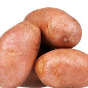 Семенной картофель из Беларуси в Узбекистане фото