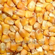 Кукуруза фуражная от 500тн фотография