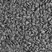 Семена подсолнечника НК АЛЛЕГРО среднеранний гибрид (108-112) фото