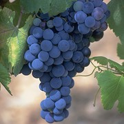Виноград сорт Сitron-magaracha