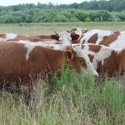 Коровы племенные симментальских пород на мясо в живом виде фотография