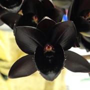 Продам орхидею Fdk. After Dark ‘SVO Black Pearl’ фото