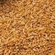 Закупка пшеницы 3 класс