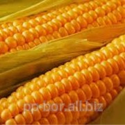 Посевной материал кукурузы, кукуруза посевная AS 33019 фото