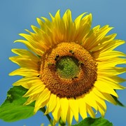 Семена подсолнечника “Украинское солнышко“ фото