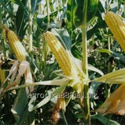 Кукуруза Оржица-237 МВ (Институт Зернового хозяйства НААНУ)