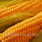 Кукуруза AS 33033