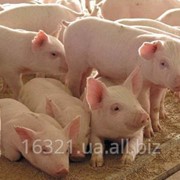 Свиньи живым весом, 20-29 кг фото