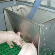 Системы для кормления свиноматок