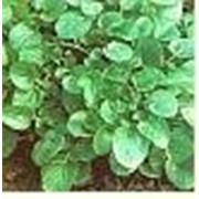 Семена Кресс-салат Ажур фото
