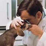 Диагностические исследования ветеринарные