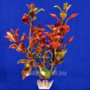Растение пластиковое Людвигия красная 20 см фото