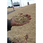 Семена пшеницы Омская 36 (1 репр.)